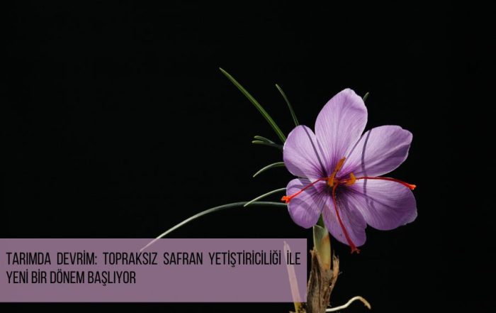 Tarımda Devrim: Topraksız Safran Yetiştiriciliği ile Yeni Bir Dönem Başlıyor - safran topraksız tarım üretimi