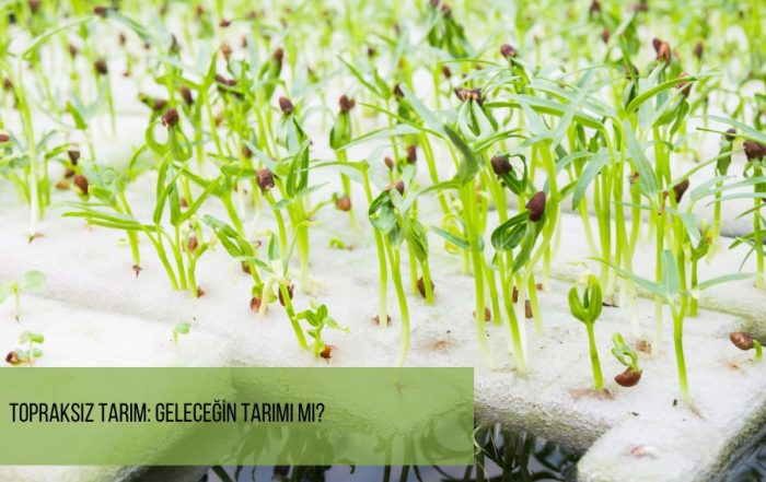 Topraksız Tarım: Geleceğin Tarımı mı? - marul topraksız tarım