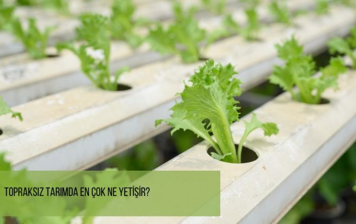 Topraksız Tarımda En Çok Ne Yetişir? - topraksız tarım